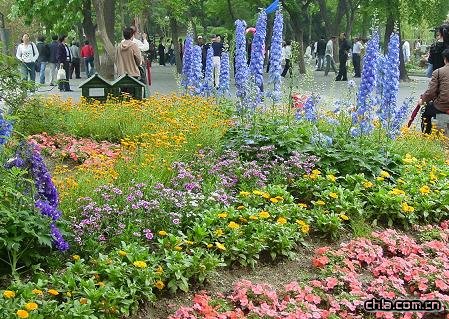 無色草基地| 醡漿草基地 |美女櫻基地| 垂吊牽?；厣裰藁ɑ? onmouseover=